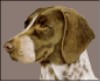 pointer